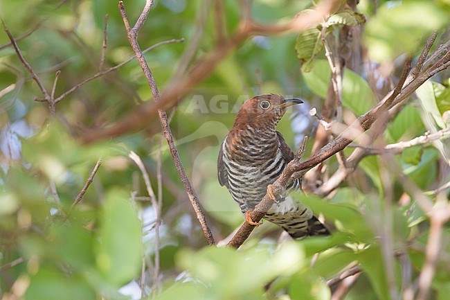Lesser Cuckoo - Gackelkuckuck - Cuculus poliocephalus, Oman, female stock-image by Agami/Ralph Martin,