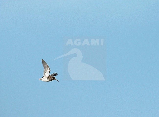 Jack Snipe (Lymnocryptes minimus) in flight, seen from the side and showing underwing. stock-image by Agami/Fred Visscher,