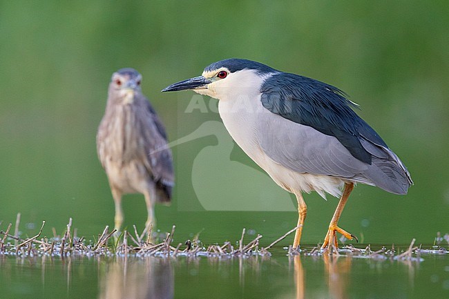 Black-crowned Night Heron (Nycticorax nycticorax), adult and a juvenile standing in the water, Campania, Italy stock-image by Agami/Saverio Gatto,