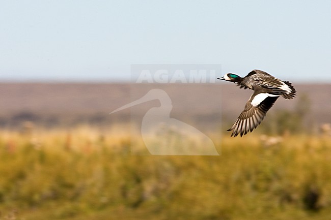 Chileense Smient in de vlucht; Chilean Wigeon in flight stock-image by Agami/Marc Guyt,