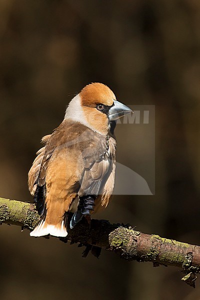 Appelvink achterom kijkend, baltsend, Hawfinch looking over the shoulder courtship behavior stock-image by Agami/Walter Soestbergen,