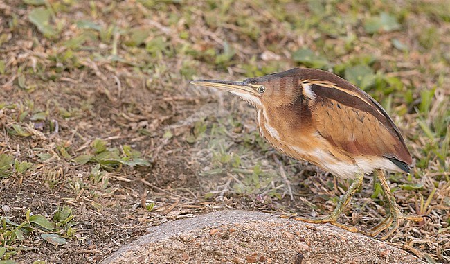 Least Bittern (Ixobrychus exilis) adult perched in the swamp stock-image by Agami/Ian Davies,