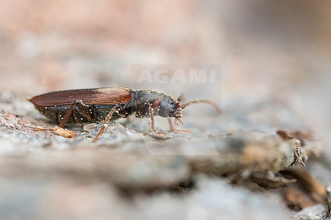Tetropium fuscum - Brown Spruce Longhorn-Beetle - Brauner Fichtenbock, Germany (Baden-Württemberg), imago stock-image by Agami/Ralph Martin,