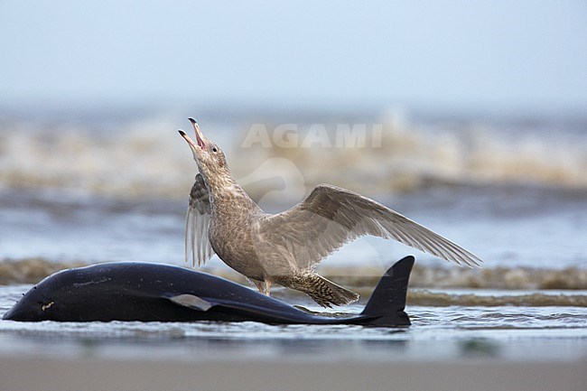 Glaucous Gull (Larus hyperboreus) on North Sea coast of Holland defending dead Harbour Porpoise stock-image by Agami/Arie Ouwerkerk,