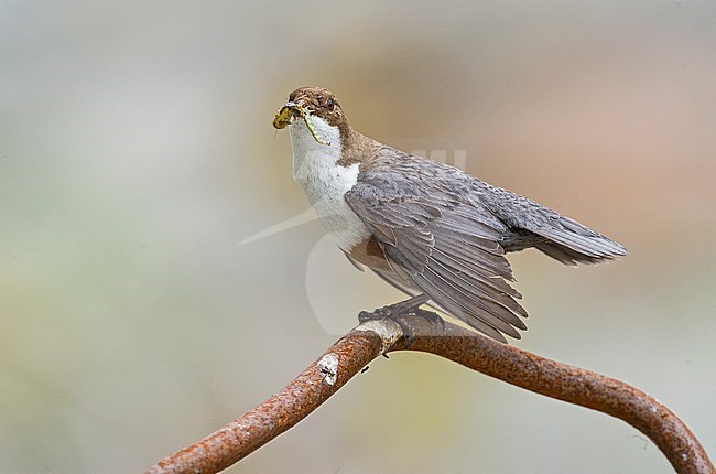 White-throated Dipper, Waterspreeuw stock-image by Agami/Alain Ghignone,