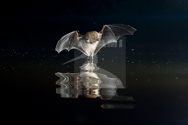 Watervleermuis op jacht; Daubenton\'s Bat hunting stock-image by Agami/Theo Douma,