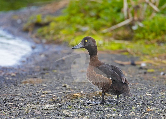 Paartje Kuifeenden; Pair of Tufted Ducks stock-image by Agami/Markus Varesvuo,
