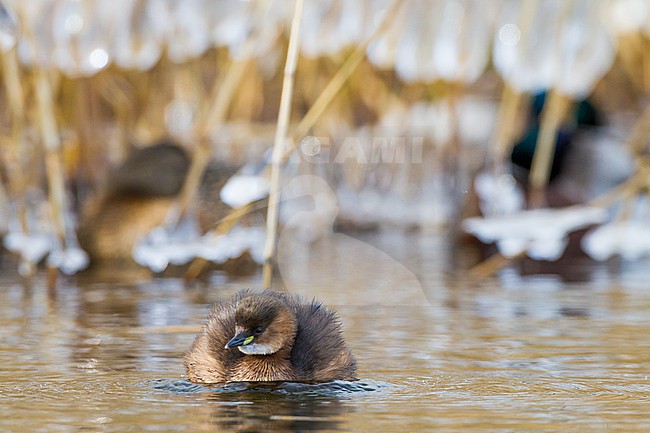 Little Grebe, Tachybaptus ruficollis in winter plumage and setting with ice on reed stock-image by Agami/Menno van Duijn,