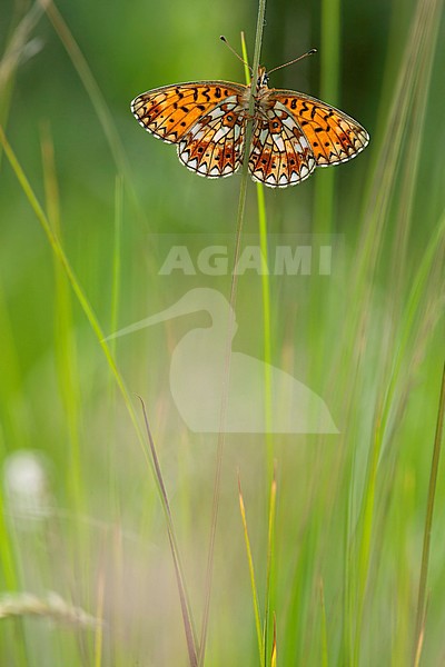 Zilveren Maan / Small Pearl-bordered Fritillary (Boloria selene) stock-image by Agami/Wil Leurs,