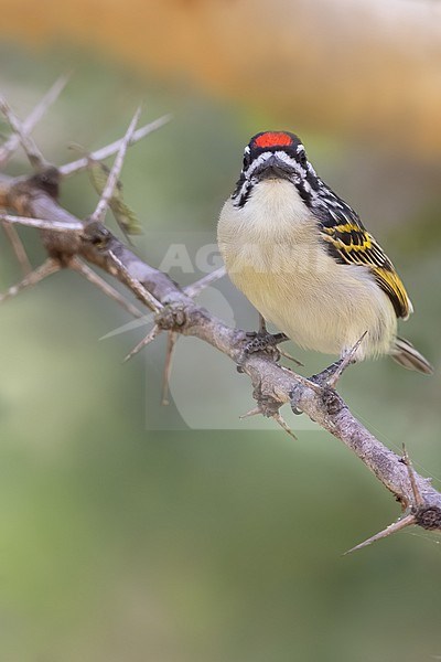 Red-fronted Tinkerbird (Pogoniulus pusillus) in Tanzania. stock-image by Agami/Dubi Shapiro,