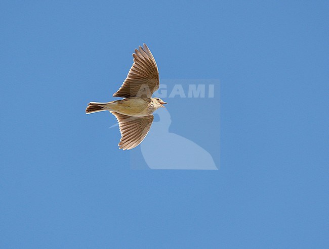 Adult male Eurasian Skylark (Alauda arvensis) in song flight, singing and flying against a blue sky, showing underside stock-image by Agami/Ran Schols,