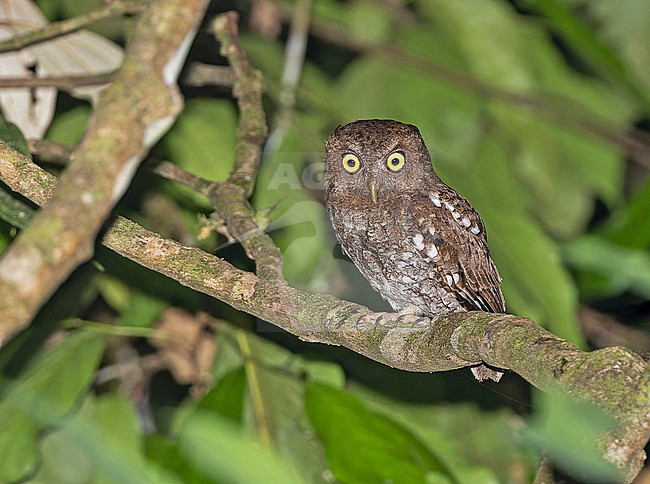 Choco screech owl, Megascops centralis, in Panama. stock-image by Agami/Pete Morris,