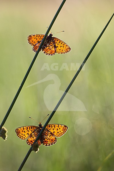 Zilveren Maan in de vegetatie, Small Pearl-bordered Frittillary in the vegetation stock-image by Agami/Theo Douma,