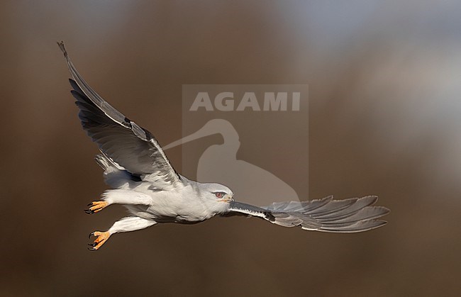 Black-winged Kite (Elanus caeruleus ssp. caeruleus) side-view of bird in flight on colorfull background in Castilla-La Mancha, Spain stock-image by Agami/Helge Sorensen,