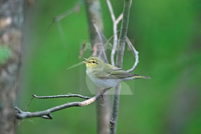 Wood Warbler singing, Fluiter zingend stock-image by Agami/Markus Varesvuo,