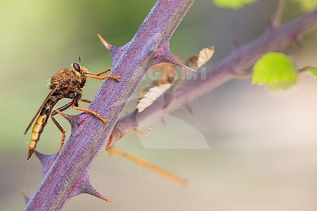 Asilus crabroniformis - Hornet robberfly -  Hornissen-Raubfliege, France (Landes), imago stock-image by Agami/Ralph Martin,