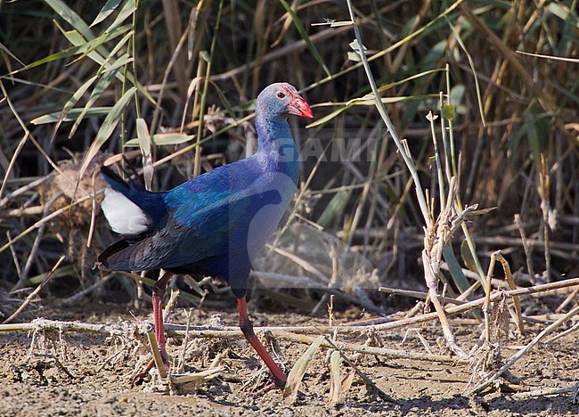 Grey-headed Swamphen (Porphyrio poliocephalus seistanicus) walking on the edge of a reed bed in the Jahra Pools in Kuwait. stock-image by Agami/David Monticelli,