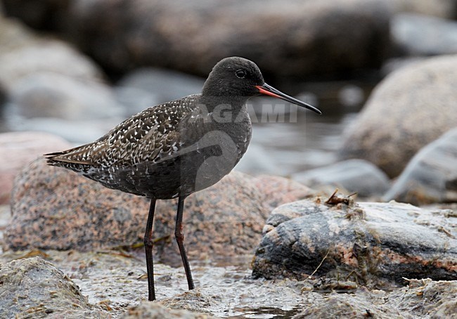 Volwassen Zwarte Ruiter in zomerkleed; Adult Spotted Redshank in summer plumage stock-image by Agami/Markus Varesvuo,