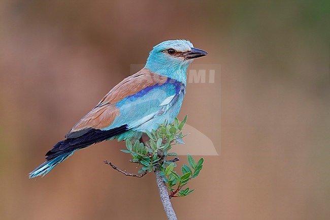 European Roller (Coracias garrulus), side view of an adult male perched on a branch, Campania, Italy stock-image by Agami/Saverio Gatto,