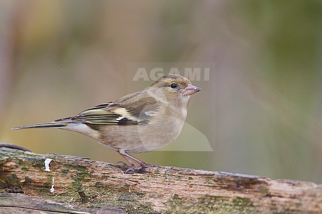 Chaffinch - Buchfink - Fringilla coelebs ssp. coelebs, Germany, 1st cy male stock-image by Agami/Ralph Martin,