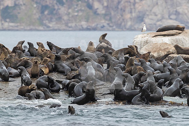 Cape Fur Seal (Arctocephalus pusillus), colony near Hout Bay, Western Cape, South Africa stock-image by Agami/Saverio Gatto,