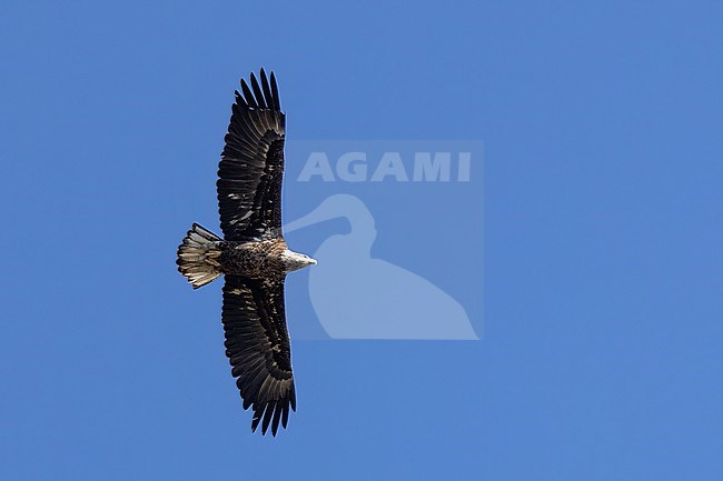 Bald Eagle (Haliaeetus leucocephalus) adult in flight stock-image by Agami/Ian Davies,