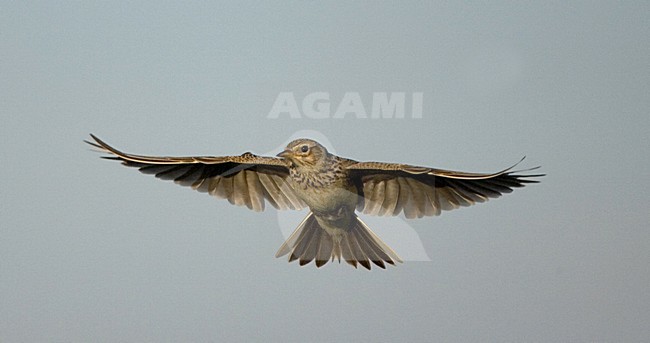 Eurasian Skylark flying; Veldleeuwerik vliegend stock-image by Agami/Marc Guyt,