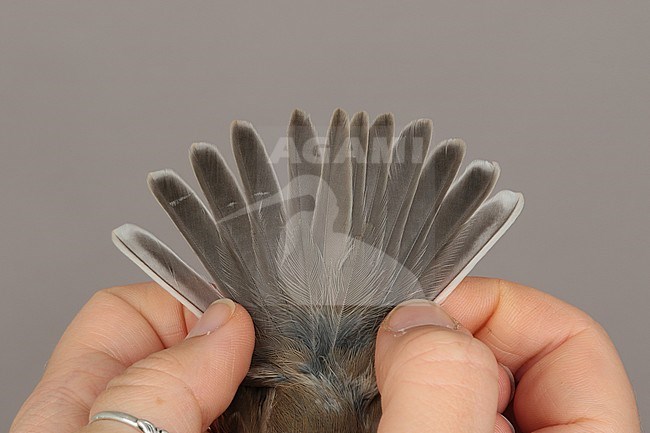 Adult Lesser Whitethroat (Curruca curruca) caught at the Ottenby Bird Observatory ringing station situated at the southern point of the Baltic island Öland in south-east Sweden. Showing its tail. stock-image by Agami/Magnus Hellström,