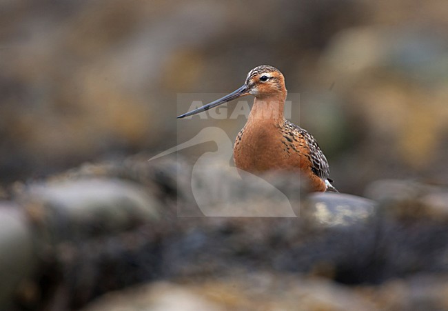 Rosse Grutto, Bar-tailed Godwit, Limosa lapponica stock-image by Agami/Hugh Harrop,