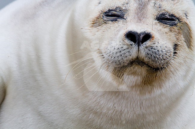 Gewone zeehond beeldvullend; Harbour Seal close-up stock-image by Agami/Menno van Duijn,