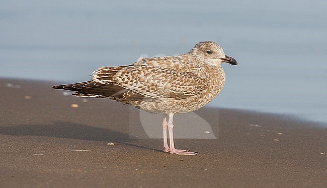 Zilvermeeuw juveniel staand op strand; Herring Gull juvenile standing at beach stock-image by Agami/Menno van Duijn,