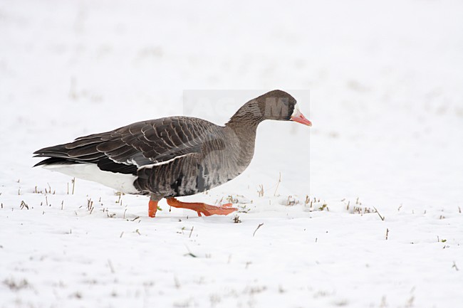 manual updated stock-image by Agami/Karel Mauer,