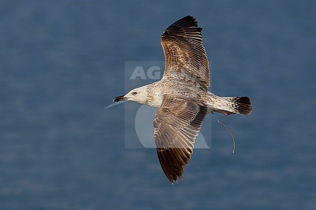 Geelpootmeeuw; Yellow-legged Gull stock-image by Agami/Daniele Occhiato,