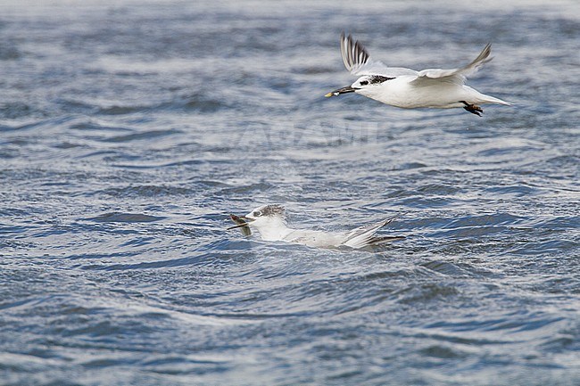 Sandwich Terns (Sterna sandvicensis) along the Dutch North sea coast during autumn. stock-image by Agami/Menno van Duijn,