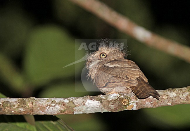 Palawankikkerbek, Palawan Frogmouth, Batrachostomus chaseni stock-image by Agami/Pete Morris,