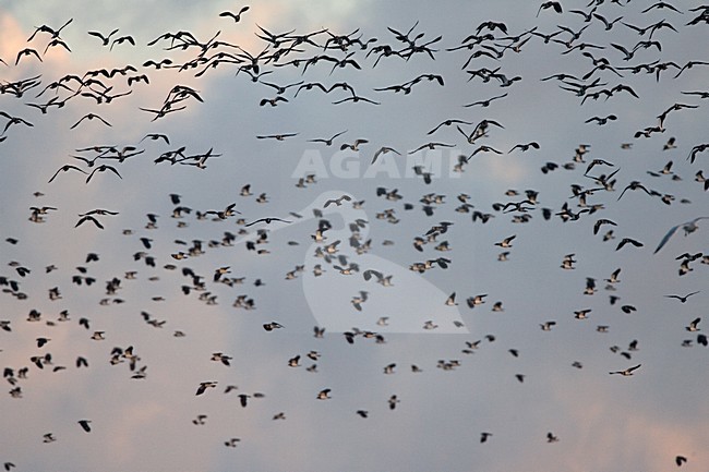 Northern Lapwing flock flying; Kievit groep vliegend stock-image by Agami/Marc Guyt,