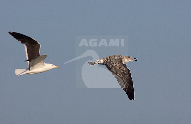 Baltische Mantelmeeuw, Baltic Gull, Larus fuscus fuscus stock-image by Agami/Tomi Muukkonen,