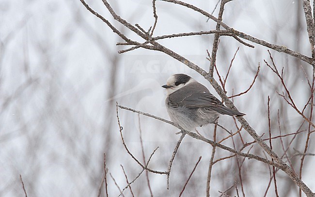 Canada Jay (Perisoreus canadensis) also known as Grey Jay at Sax Zim Bog in Minnesota, USA stock-image by Agami/Helge Sorensen,