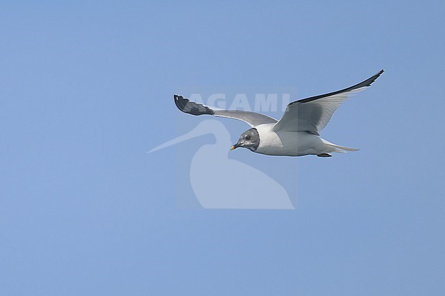 Adult Sabine's gull (Xema sabini) flying, with the blue sky as background. stock-image by Agami/Sylvain Reyt,
