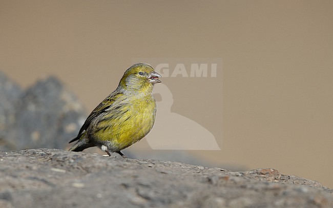 Atlantic Canary (Serinus canaria) perched in Tenerife, Canary Islands stock-image by Agami/Helge Sorensen,