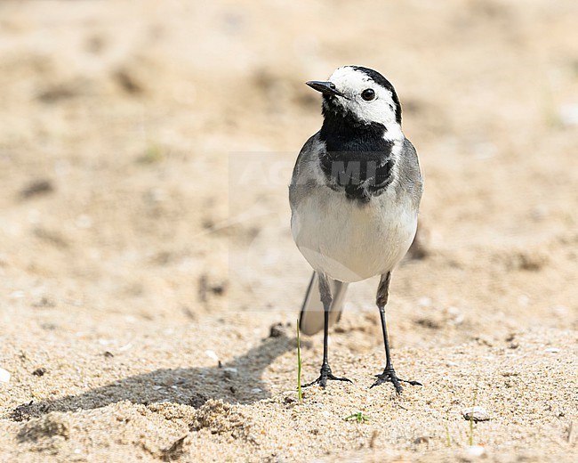 A curious  white wagtail, Motacilla alba, almost walks into the lens stock-image by Agami/Jacob Garvelink,