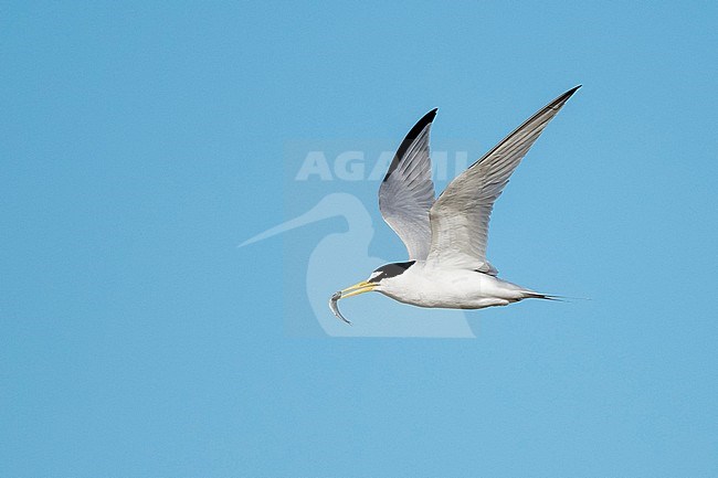 Adult Least Tern (Sternula antillarum) in breeding plumage in flight at the coast in Galveston County, Texas, USA. stock-image by Agami/Brian E Small,