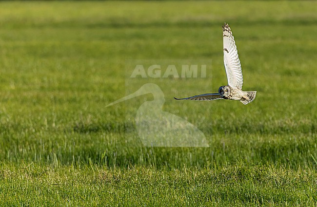 Short-eared Owl (Asio flammeus) flying over a spring meadow in Zuid-Holland, Netherlands. stock-image by Agami/Marc Guyt,