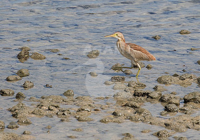 Yellow Bittern (Ixobrychus sinensis) wintering in the island of Yap in Micronesia. stock-image by Agami/Pete Morris,