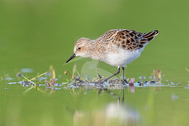 Little Stint (Calidris minuta), side view of an adult standing on the mud, Campania, Italy stock-image by Agami/Saverio Gatto,