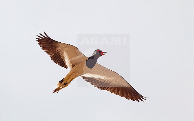 Red-wattled Lapwing (Vanellus indicus) in flight at Petchaburi, Thailand stock-image by Agami/Helge Sorensen,