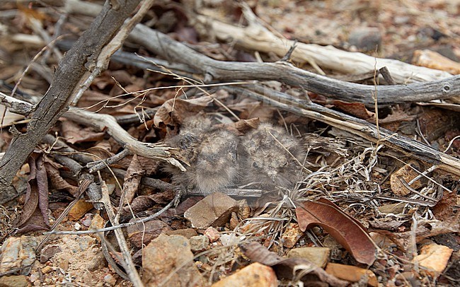 Indian Nightjar (Caprimulgus asiaticus) nest wtih two chicks at Petchaburi, Thailand stock-image by Agami/Helge Sorensen,