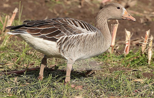 Greylag Goose,anser anser first winter standing, seen from the side stock-image by Agami/Fred Visscher,