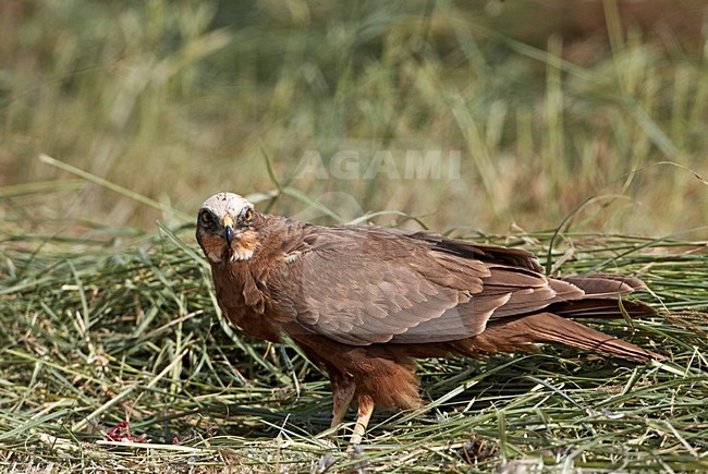 Bruine Kiekendief; Marsh Harrier; Circus aeruginosus stock-image by Agami/Jari Peltomäki,