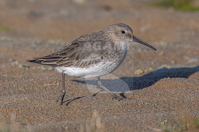 Putative Hudsonian Dunlin (Calidris alpina hudsonia) walking on a beach in Hemmes de Marck, Haut de France, France. stock-image by Agami/Vincent Legrand,